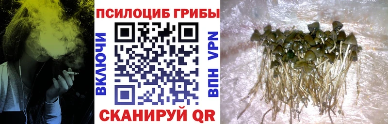 Галлюциногенные грибы MAGIC MUSHROOMS  где найти наркотики  Киржач 